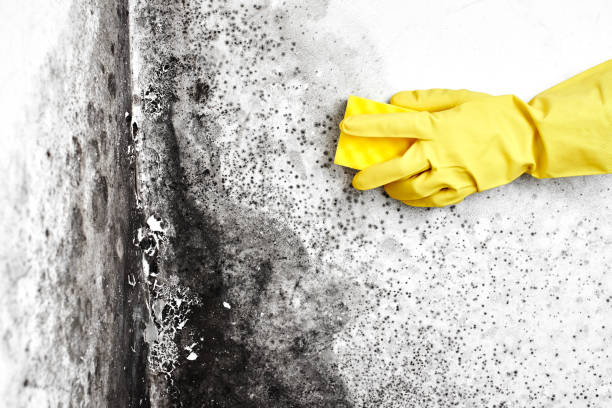 Best Mold Damage Repair  in Monticello, UT