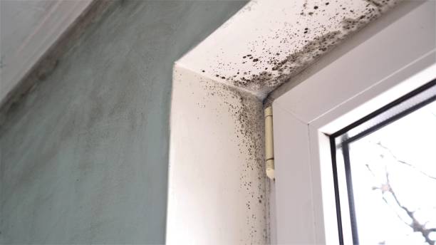 Best Residential Mold Removal  in Monticello, UT