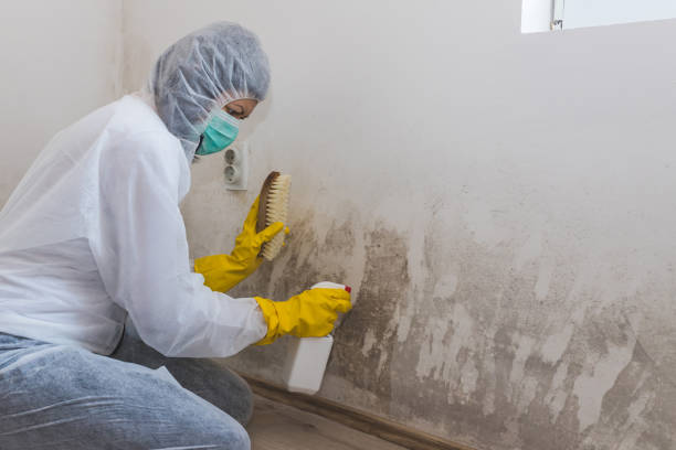 Professional Mold Removal in Monticello, UT