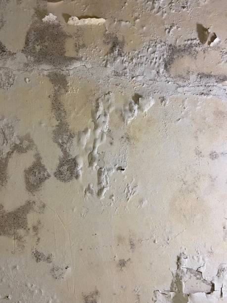 Attic Mold Removal in Monticello, UT
