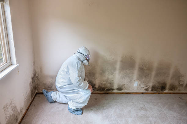 Best Local Mold Removal Service  in Monticello, UT