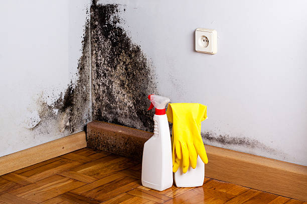 Mold Removal and Inspection in Monticello, UT