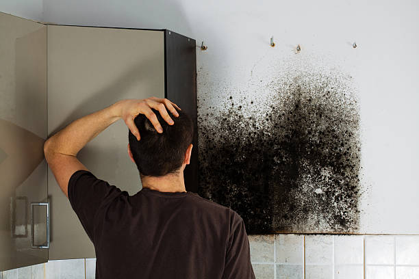 Best Certified Mold Removal  in Monticello, UT