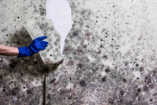 Best Best Mold Removal Companies  in Monticello, UT