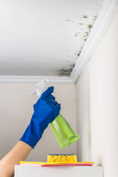 Office Mold Removal Services in Monticello, UT